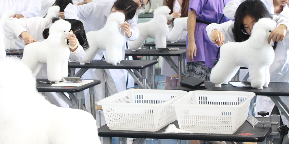 学宠物美容，这6个陷阱一定要避开