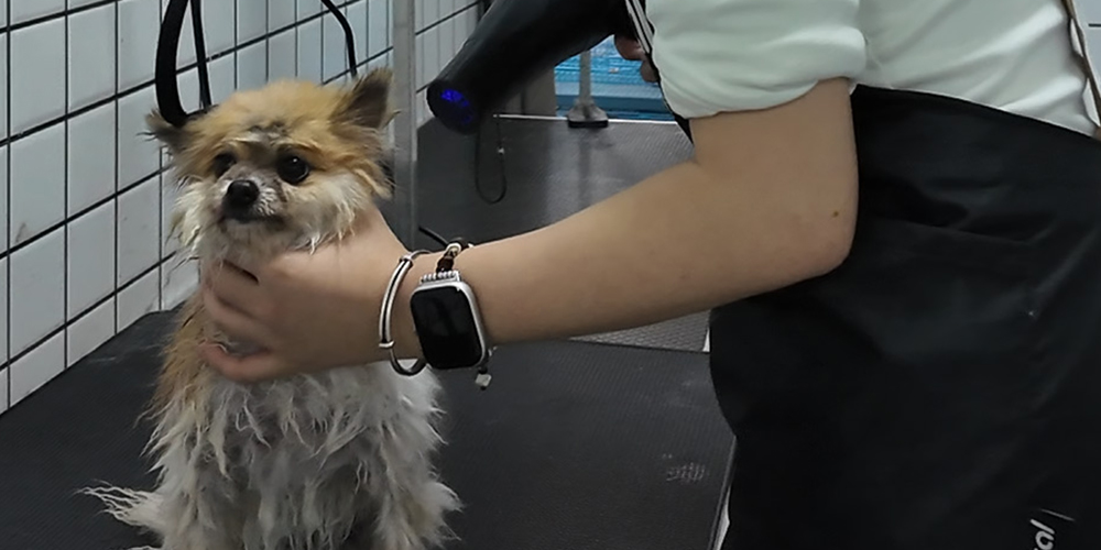 元宵过后宠物美容需求升温，春季宠美培训报名热潮来袭